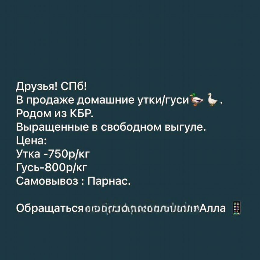 Гуси/утки