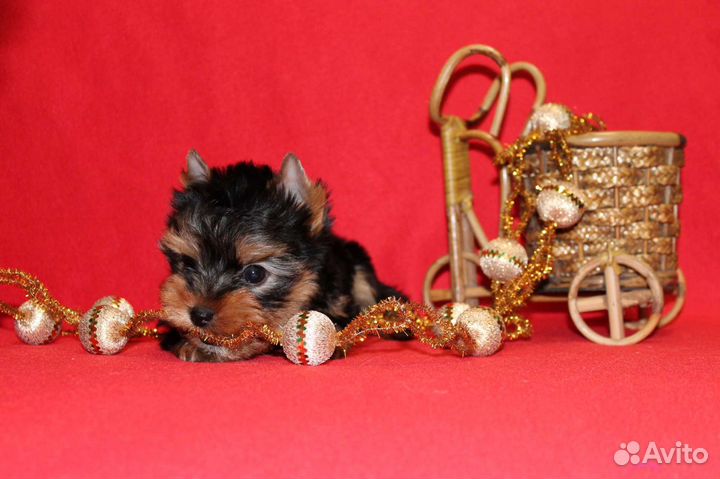 Йоркширский терьер