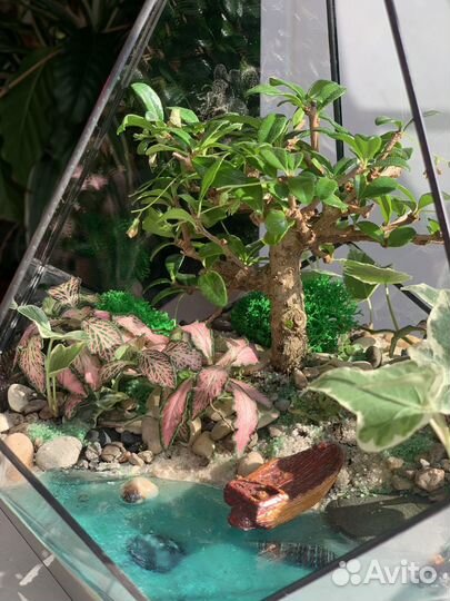 Флорарум с бонсай