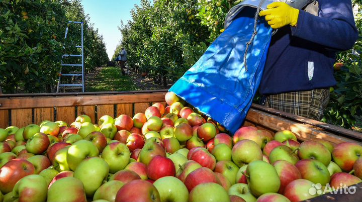 Разнорабочие вахта,липецк,сбор яблок