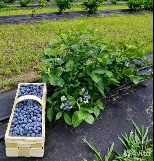 Продукты питания