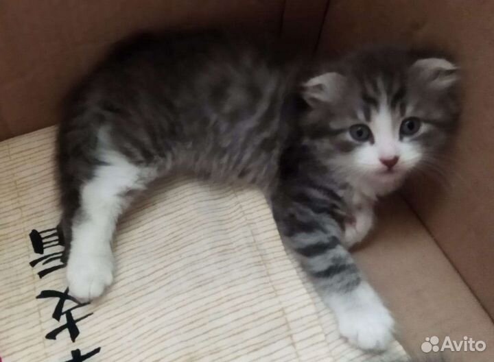 Котята в добрые руки приучены к лотку