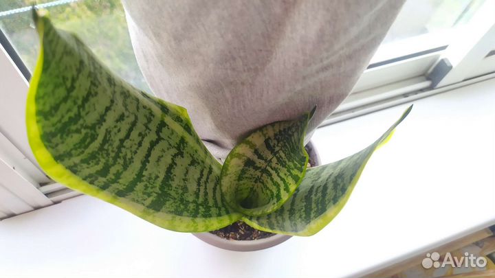 Сансевиерия лауренти