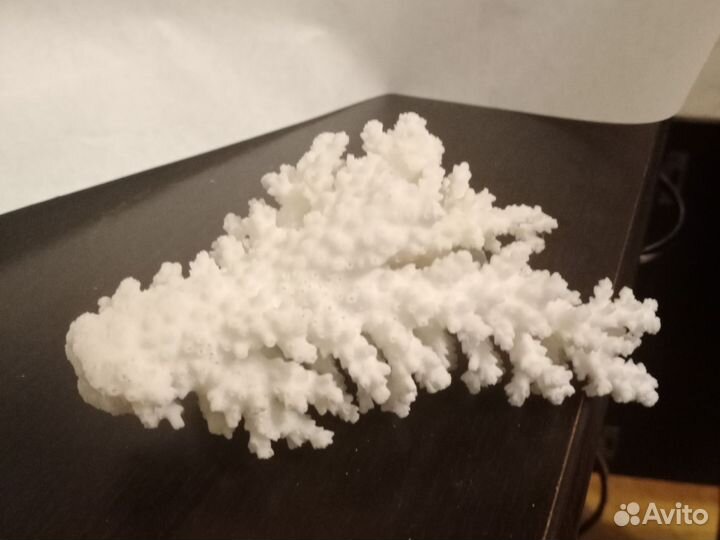 Морские кораллы настоящие