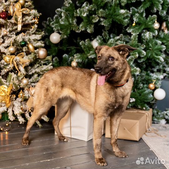 Отдам собаку в добрые руки