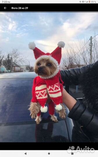 Комбинезон, шапка и шарф на животных мелких пород