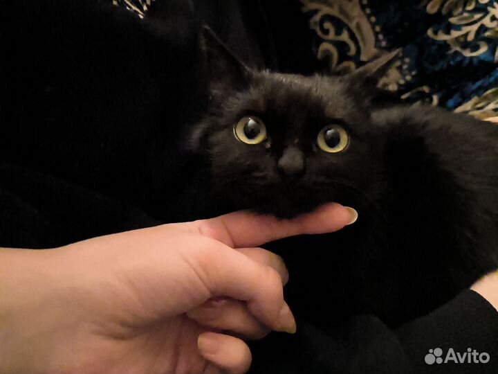 Отдам в добрые руки котят, мальчики