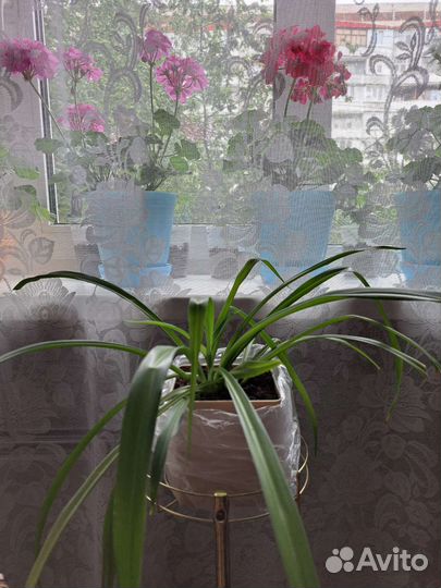 Хлорофитум молоденький