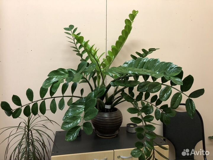 Продам цветок «Замиокулькас замиелистный»