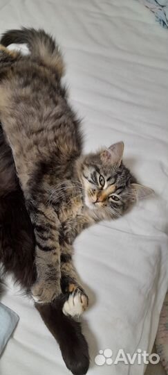 Кошка в дар