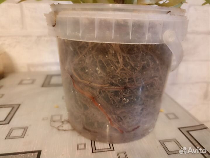 Алоэ взрослый