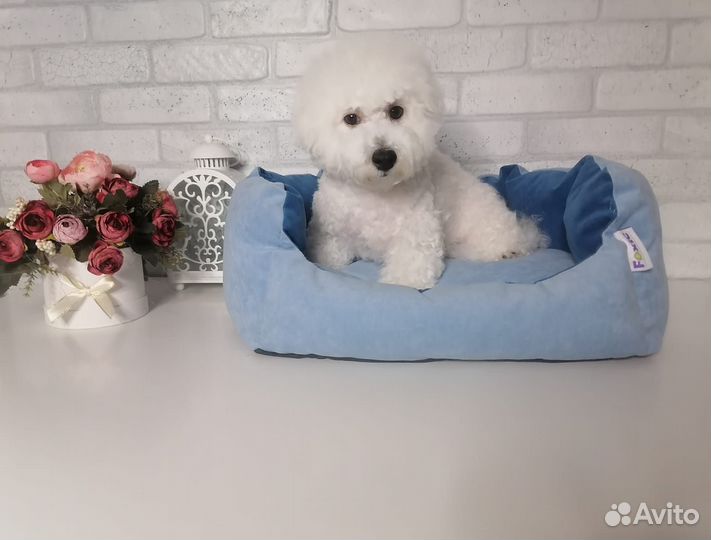 Мальчик мини Бишон