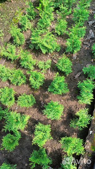 Туя смарагд