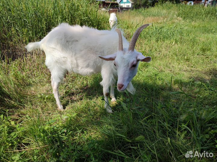 Коза дойная
