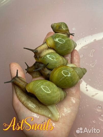 Улитки Ахатины и Архахатины