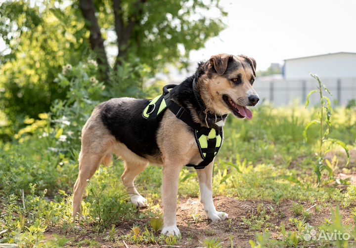 Маруся в добрые руки