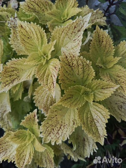 Колеусы вегетативные