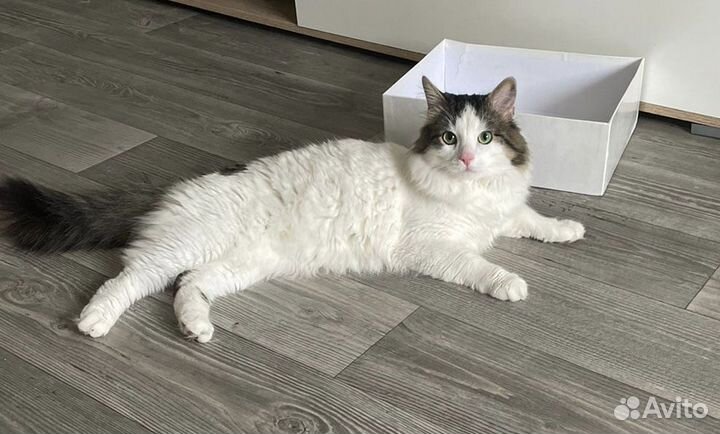 Кот ищет дом