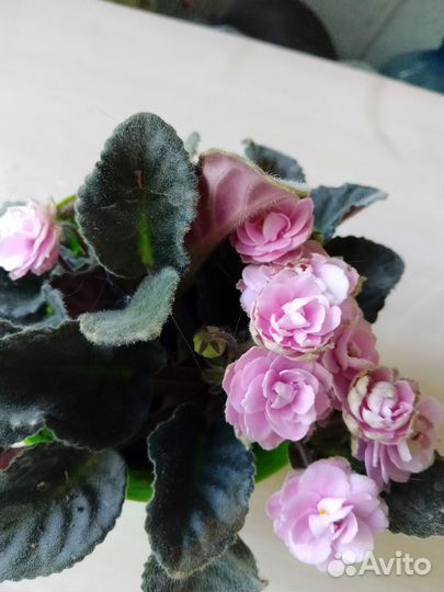 Герань пеларгония королевская