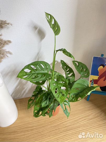 Монстера манки маск