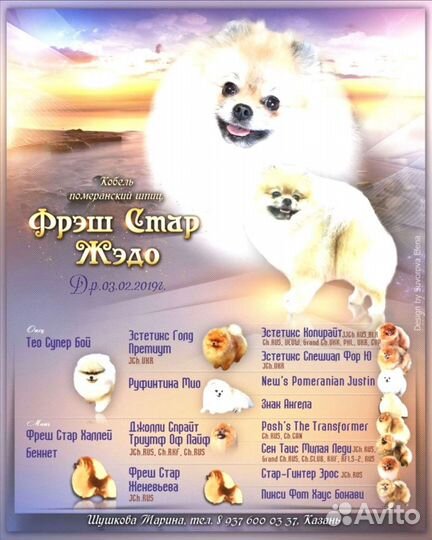 Померанский шпиц- вязка