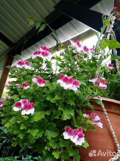 Пеларгония