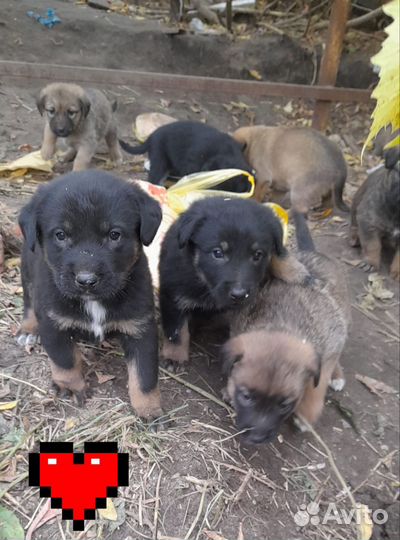Щенки в добрые руки