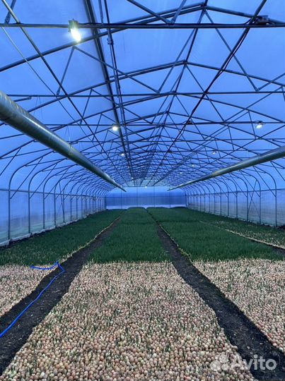 Круглогодичная теплица на участке 30 соток