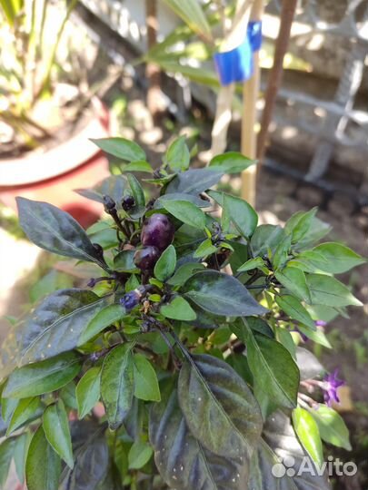 Перчик комнатный