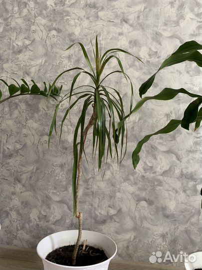 Комнатные растения