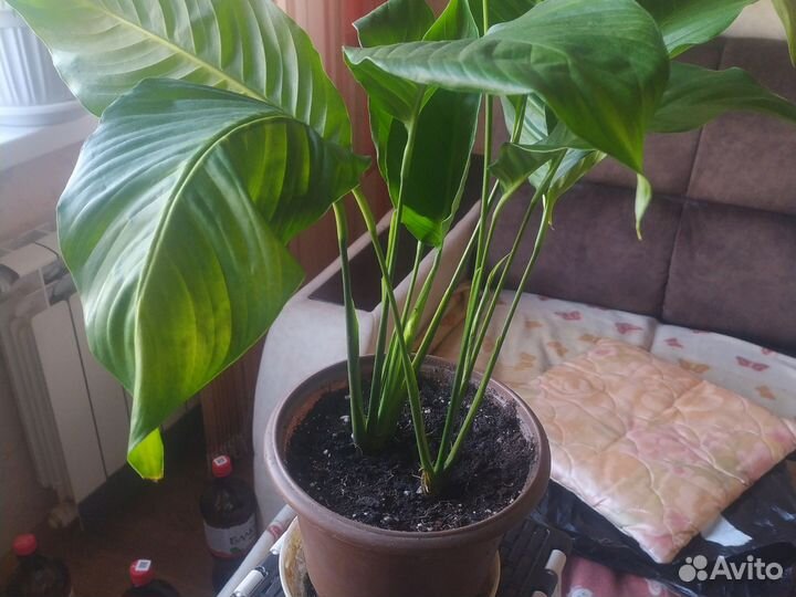 Спатифиллум