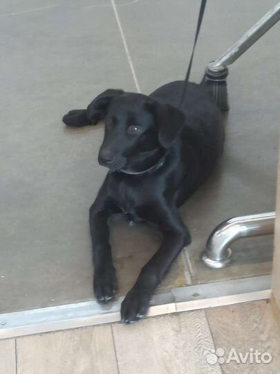 Собаки щенки