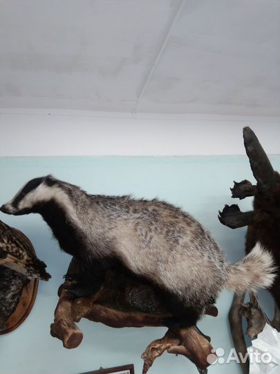 Барсук, чучело, таксидермия