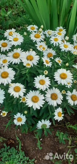 Ромашка семена