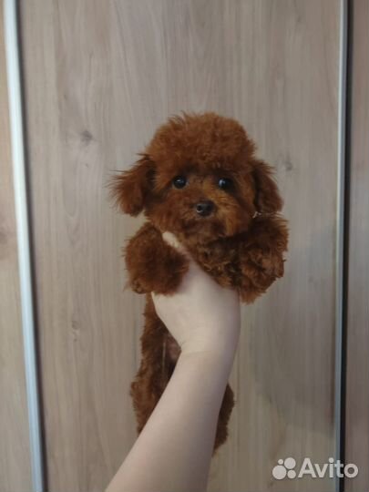 Девочка Тедди пудель привезена из Китая