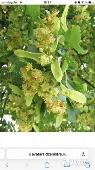 Цветок липа