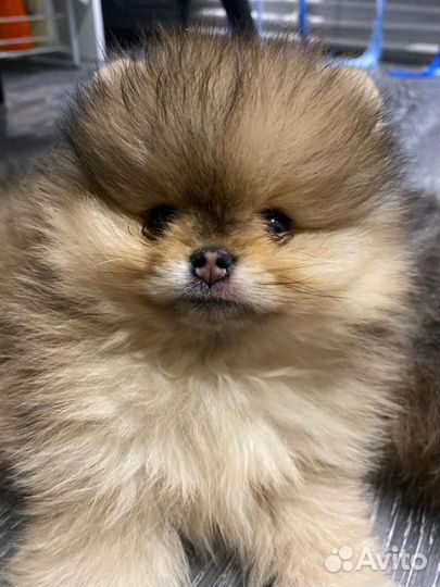 Померанский шпиц мини
