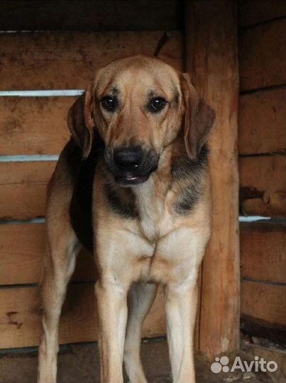 Босс ищет дом