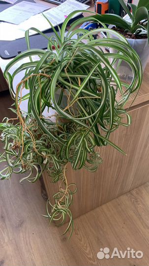 Хлорофитум кудрявый бонни