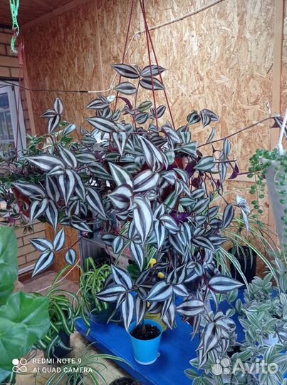 Хлорофитум, традесканция, плющ