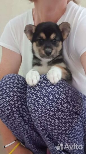 Собаки щенки бесплатно