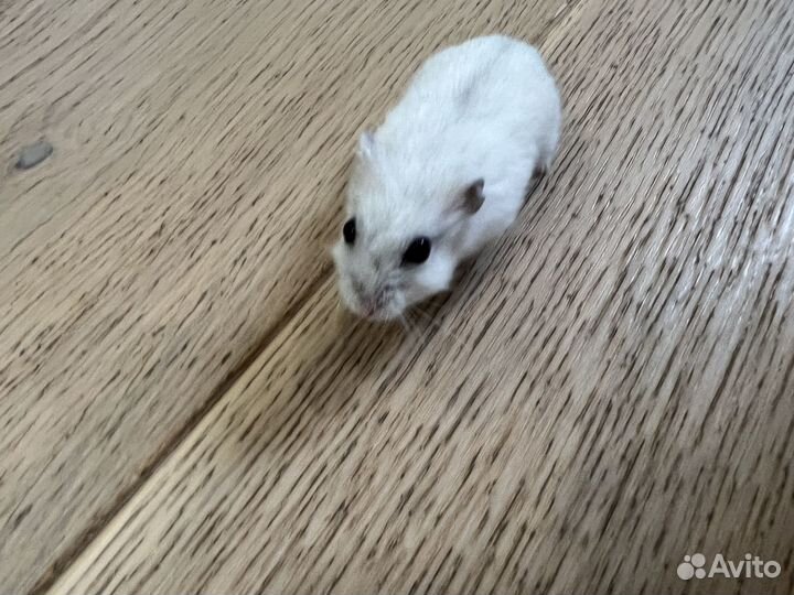 Джунгарский хомяк с клеткой бесплатно