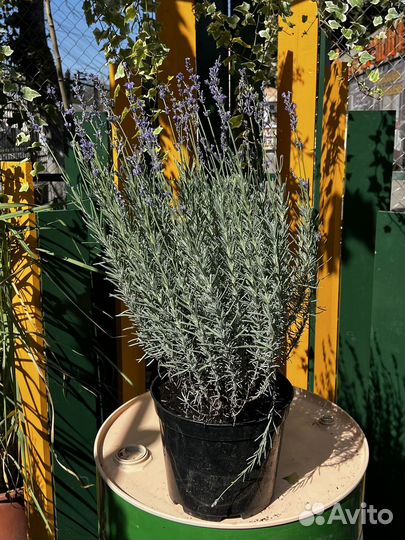 Лаванда французкая