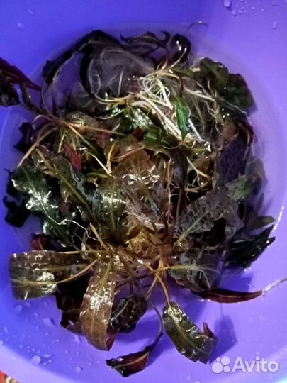 Растения для аквариума