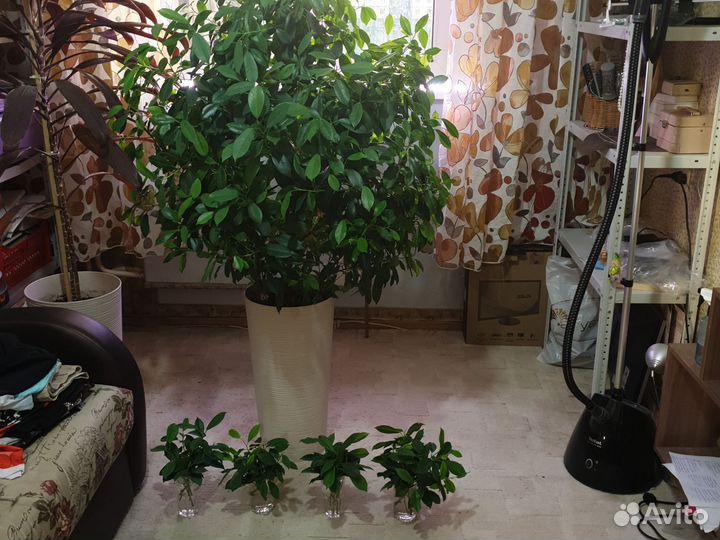 Комнатные цветы