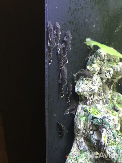 Сомики анциструсы 2-3 см здоровые