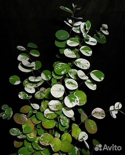 Брейния снежная