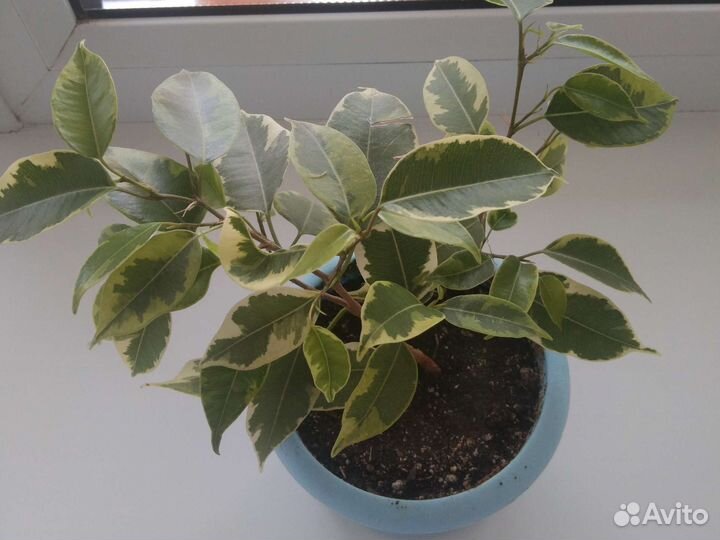 Фикус Бенджамина Кинки пестролистный