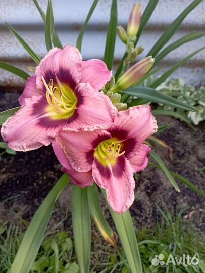 Лилейники сортовые