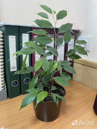 Фикус плосколистный